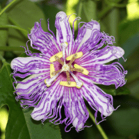 Passion Flower