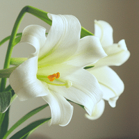 Peace Lily