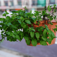 Peppermint plant