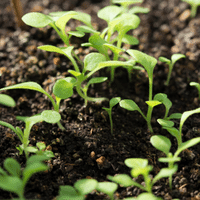 Petunia plant