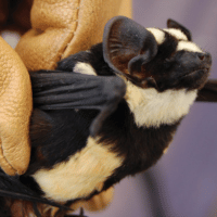 Pied Bat