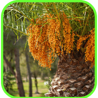 Pindo palm fruit Pindo palm fruit