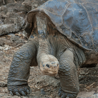 Pinta Island Tortoise