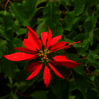 Poinsettia plant