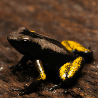 Poison Frogs