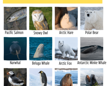 20+ Polar Animals Name (Arctic and Antarctic Animals Name)