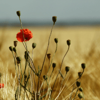 Poppy Plant