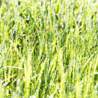 Poseidon's Ribbon Weed