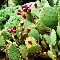 Prickly Pear Cactus