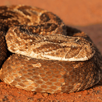 Puff Adder