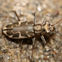 Puritan Tiger Beetle Puritan Tiger Beetle