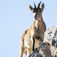 Pyrenean Ibex