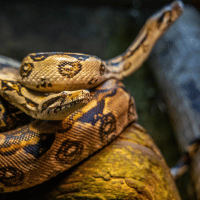 Python