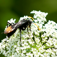 Queen Anne's Lace plant