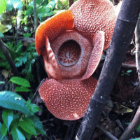 Rafflesia Pitcher Plant