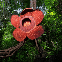 Rafflesia