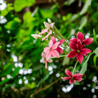 Creeper plants name in english and hindi with pictures @Rupinderkibaaten 