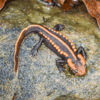 Red Hills Salamander Red Hills Salamander