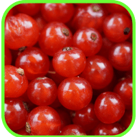Red currants Red currants