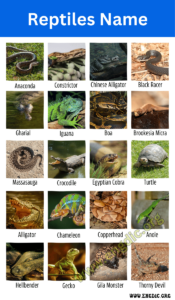 40+ A-Z Reptiles Name with Pictures and Fun Facts - EngDic