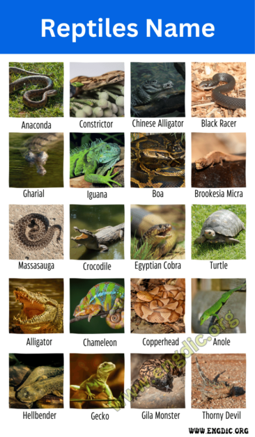 40+ A-Z Reptiles Name with Pictures and Fun Facts - EngDic