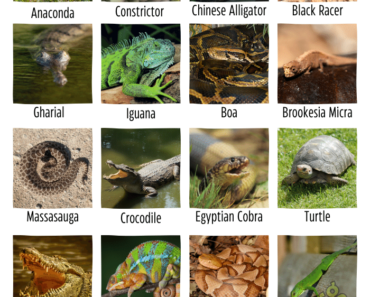 40+ A-Z Reptiles Name with Pictures and Fun Facts