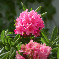 Rhododendron