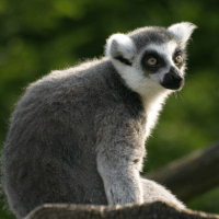 Ring Tailed Lemur