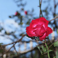 Rose Vine