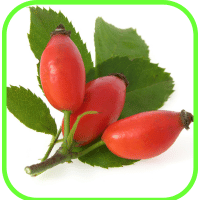 Rose hips Rose hips