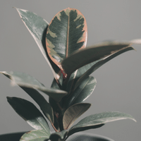Rubber Plant