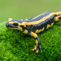 Salamander