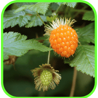 Salmonberries Salmonberries