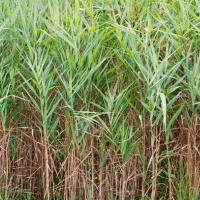 Saltmarsh Cordgrass