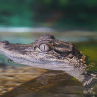 Saltwater Crocodile