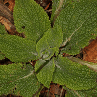 Salvia