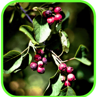 Saskatoon berries Saskatoon berries