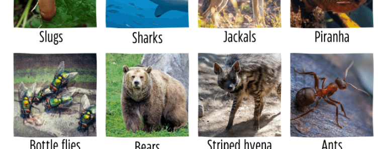 17 Scavengers Animals Name with Pictures