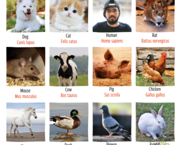 20 Scientific Names Of Animals with Pictures