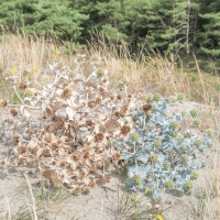 Sea Holly