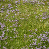 Sea Lavender