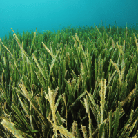 Seagrass