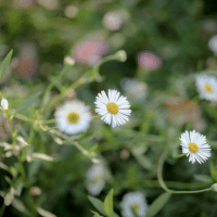 Seaside Daisy