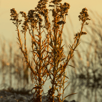 Seaside Goldenrod
