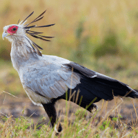 Secretarybird Secretarybird