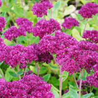 Sedum