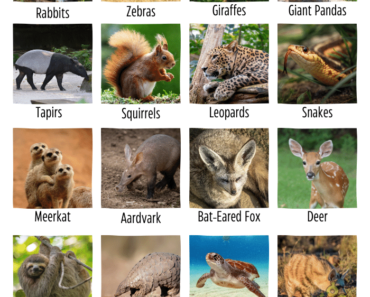 17 Shy Animals Name (Pictures & Fun Facts)