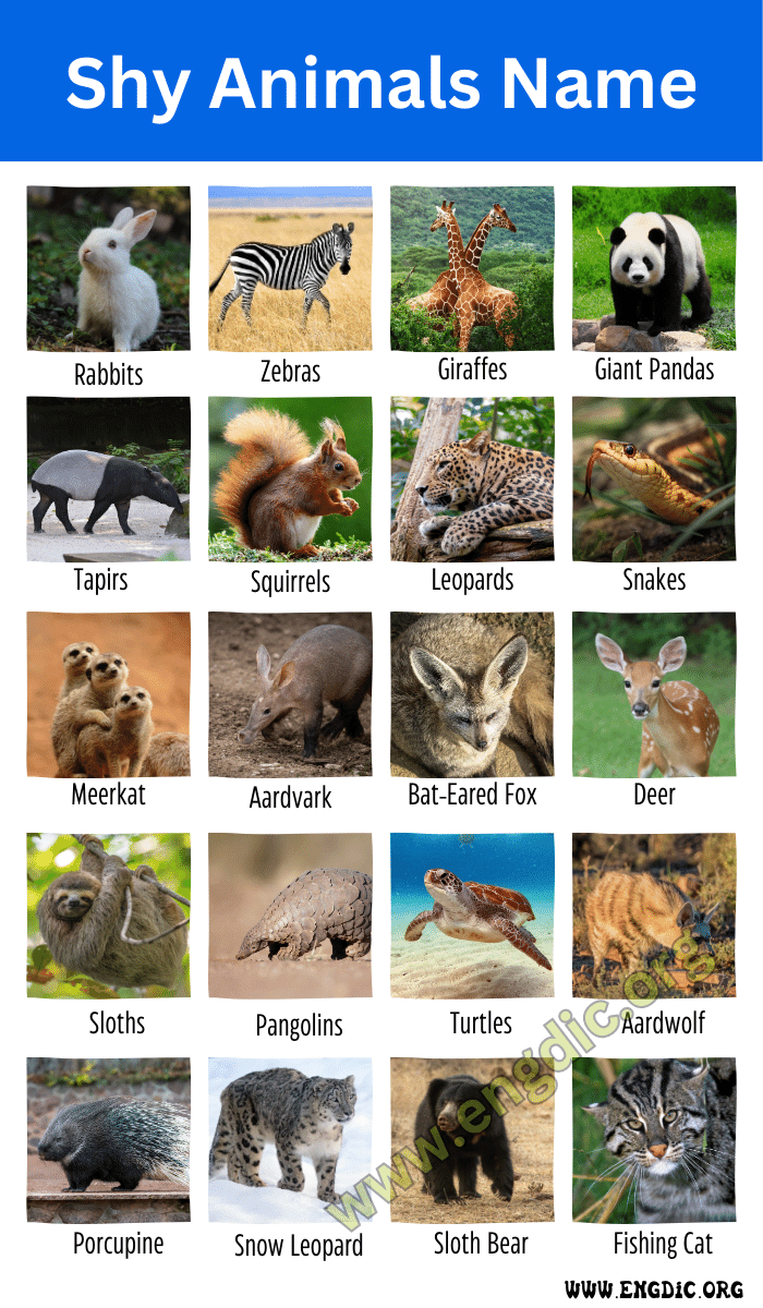 Shy Animals Name