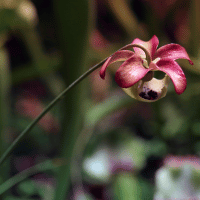 Side Saddle Flower