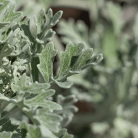 Silver Ragwort